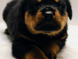 gus 8